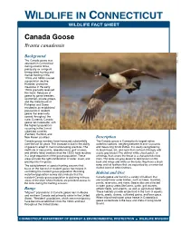 Canada Goose Fact Sheet