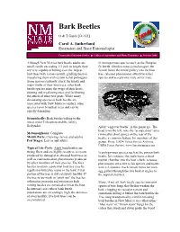 Bark Beetles