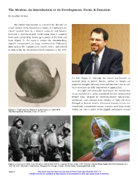 The Morion: an Introduction to Its Development, Form, & Function