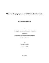 A Role for Amphiphysin in AP-1/Clathrin Coat Formation