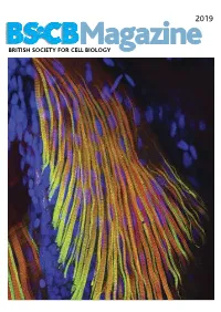 BSCB Newsletter 2019A:BSCB Aut2k7