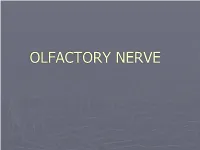 Olfactory Nerve.Pdf
