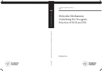 Thesis for Word XP