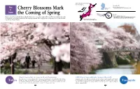 Cherry Blossoms Mark the Coming of Spring