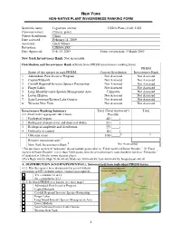 Ligustrum Sinense USDA Plants Code