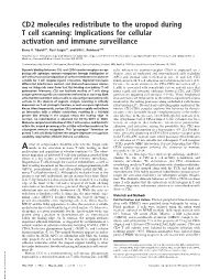CD2 Molecules Redistribute to the Uropod During T Cell Scanning: Implications for Cellular Activation and Immune Surveillance