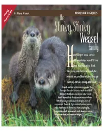 MINNESOTA MUSTELIDS Young