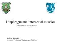 Diaphragm and Intercostal Muscles