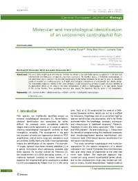 Molecular and Morphological Identification of an Uncommon Centrolophid Fish