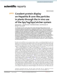 Covalent Protein Display on Hepatitis B Core-Like Particles in Plants