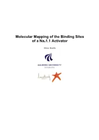 Molecular Mapping of the Binding Sites of a Nav1.1 Activator