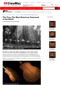 The Tree: the Most Notorious Tonewood in the World the Tree: the Most Notorious Tonewood Related Items in the World the Discovery, the History, and the Legend
