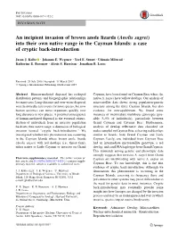 An Incipient Invasion of Brown Anole Lizards (Anolis Sagrei) Into Their Own Native Range in the Cayman Islands: a Case of Cryptic Back-Introduction