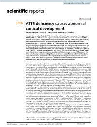 ATF5 Deficiency Causes Abnormal Cortical Development