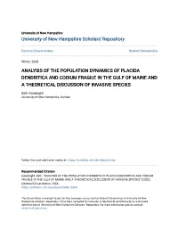 Analysis of the Population Dynamics of Placida Dendritica and Codium Fragile in the Gulf of Maine and a Theoretical Discussion of Invasive Species