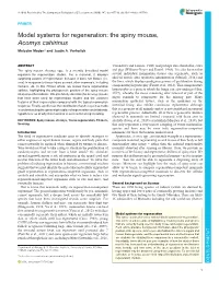 The Spiny Mouse, Acomys Cahirinus Malcolm Maden* and Justin A