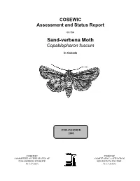 Sand-Verbena Moth Copablepharon Fuscum