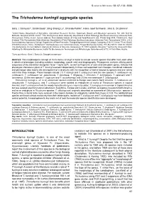 The Trichoderma Koningii Aggregate Species
