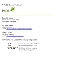 1. Padil Species Factsheet Scientific Name: Common Name Image