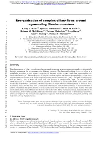 Reorganisation of Complex Ciliary Flows Around Regenerating Stentor