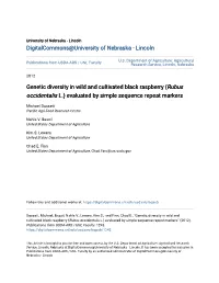 Genetic Diversity in Wild and Cultivated Black Raspberry (Rubus Occidentalis L.) Evaluated by Simple Sequence Repeat Markers