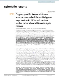 Organ-Specific Transcriptome Analysis Reveals Differential Gene Expression