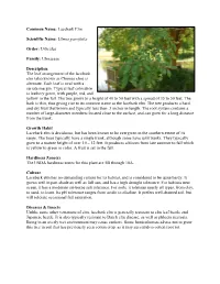 Lacebark Elm Scientific Name: Ulmus Parvifolia Order