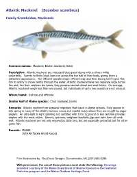Atlantic Mackerel (Scomber Scombrus)