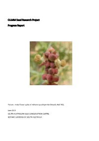 CLLMM Seed Research Project Progress Report