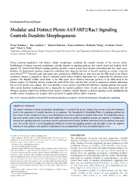 Modular and Distinct Plexin-A4/FARP2/Rac1 Signaling Controls Dendrite Morphogenesis