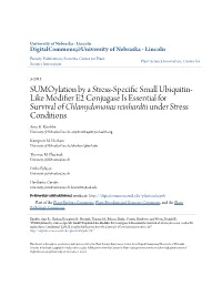 Sumoylation by a Stress-Specific Small Ubiquitin-Like Modifier E2