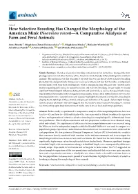 How Selective Breeding Has Changed the Morphology of the American Mink (Neovison Vison)—A Comparative Analysis of Farm and Feral Animals
