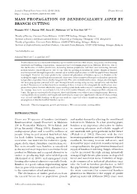 Mass Propagation of Dendrocalamus Asper by Branch Cutting