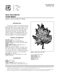 Acer Leucoderme Chalk Maple1 Edward F