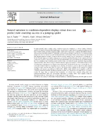 Natural Variation in Condition-Dependent Display Colour Does Not Predict Male Courtship Success in a Jumping Spider
