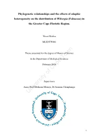 Phylogenetic Relationships and the Effects of Edaphic Heterogeneity on the Distribution of Wiborgia (Fabaceae) in the Greater Cape Floristic Region