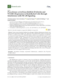 Peucedanum Ostruthium Inhibits E-Selectin and VCAM-1 Expression in Endothelial Cells Through Interference with NF-Κb Signaling