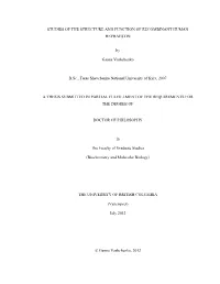 Studies of the Structure and Function of Recombinant Human Hephaestin