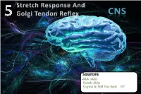 Be Able to Describe a Stretch Reflex