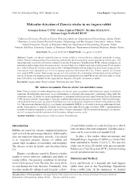 Molecular Detection of Eimeria Stiedae in an Angora Rabbit