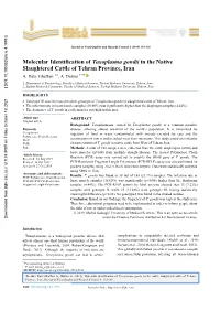 Molecular Identification of Toxoplasma Gondii in the Native Slaughtered Cattle of Tehran Province, Iran A