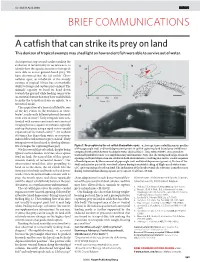 Full Text (PDF)