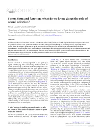 Sperm Form and Function: What Do We Know About the Role of Sexual Selection?