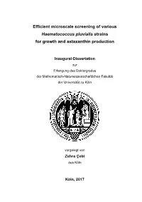 Efficient Microscale Screening of Various Haematococcus Pluvialis Strains for Growth and Astaxanthin Production