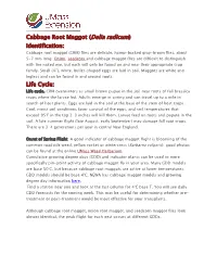Cabbage Root Maggot (Delia Radicum) Identification: Life Cycle