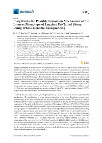 Insight Into the Possible Formation Mechanism of the Intersex Phenotype of Lanzhou Fat-Tailed Sheep Using Whole-Genome Resequencing