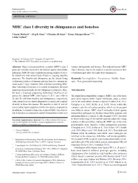 MHC Class I Diversity in Chimpanzees and Bonobos