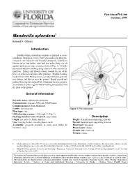 Mandevilla Splendens1