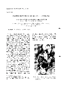 Dirofilaria Immitis Infection in a Japanese Weasel, Mustela Itatsi Pi