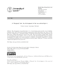 A 'Marginal' Tale: the Development of the Neocortical Layer 1